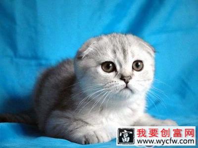 猫咪的护理<a href=https://www.wycfw.com/kaidian/jkbj/ target=_blank class=infotextkey>保健</a>注意事项