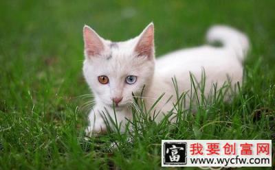 造成猫咪远离你的8大错误行为