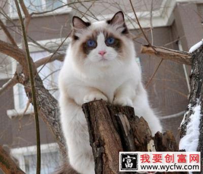 测试猫咪对你的信任度有多少