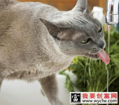 如何判断猫咪饮水量以及怎样让猫咪多喝水