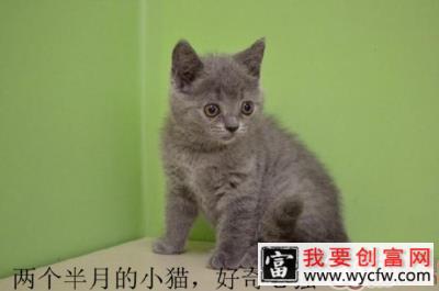 从猫咪牙齿推算猫咪年龄