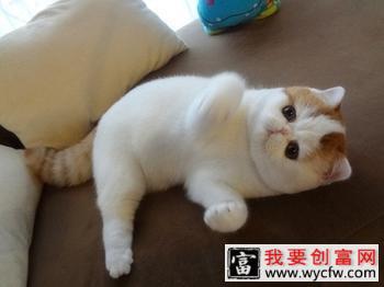 猫咪的压力来源于哪些方面