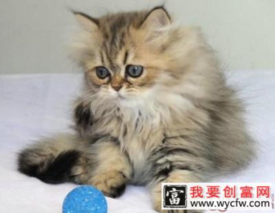 如何预防猫咪中毒