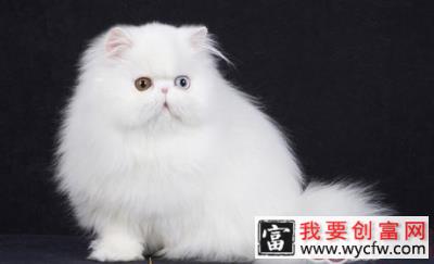 毛色身形可判断波斯猫的品种