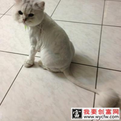 猫咪剃毛后的善后