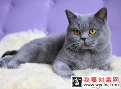 猫咪能不能喂食猪肉