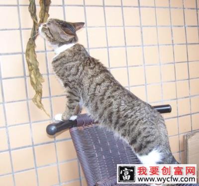 猫咪可不可以吃水果