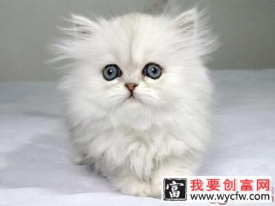 日常生活如何饲养改善猫咪毛质