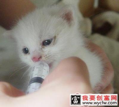 能不能给猫喝牛奶