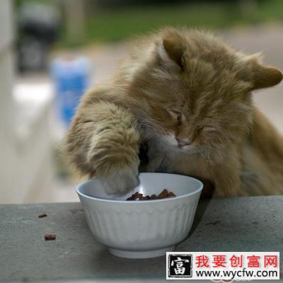 为猫咪挑选食具的方法