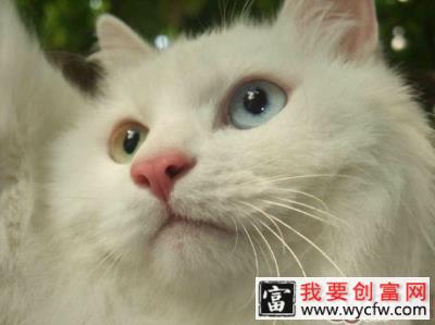 猫胡子为什么总是会断