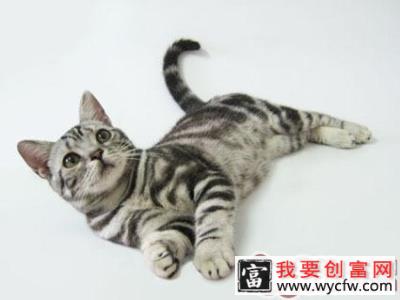 不易掉毛的四类猫咪推荐