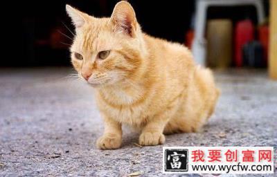 怎样给虎斑猫剪指甲