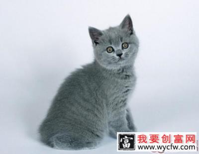 猫咪空运时候要注意什么