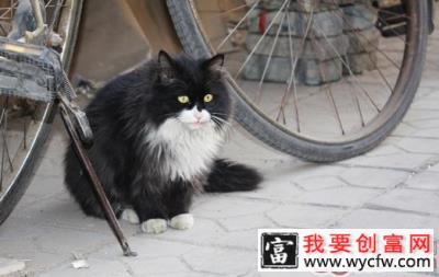 如何正确的饲养流浪猫