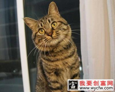 辨别美国短毛猫与中国狸花猫的方法