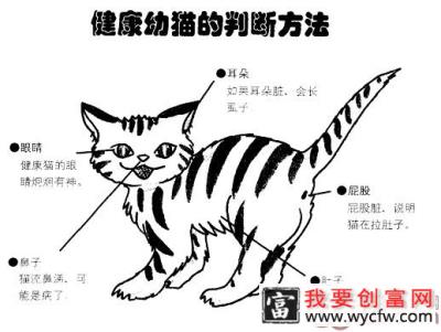 让你与爱猫零距离接触