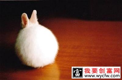 兔子身上掉毛严重是什么原因？