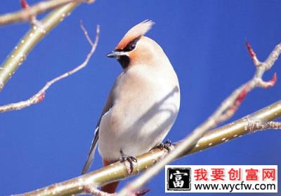 鸟嘴与其食性有什么关系