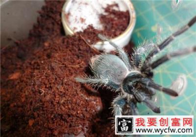 海地咖啡食鸟蜘蛛的形态特征