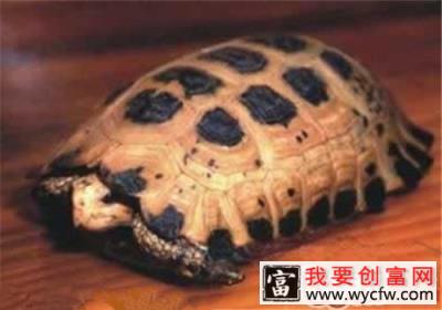 特拉凡柯陆龟的品种简介