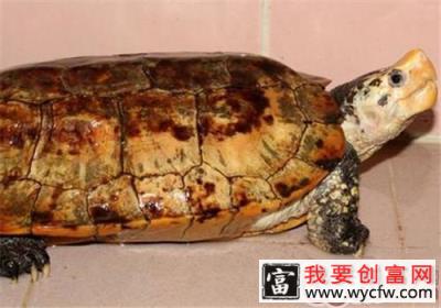 苏拉威西白头龟的品种简介