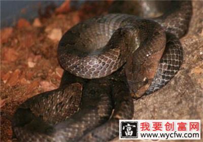 台湾小头蛇的饲养知识