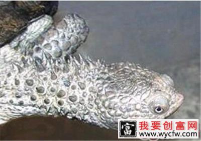 黑腹刺颈龟的形态特征