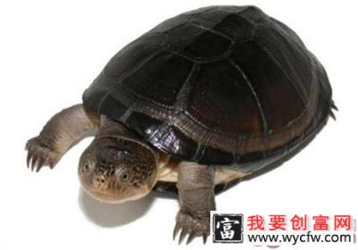 东非侧颈龟的形态特征