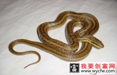 白条锦蛇的品种简介