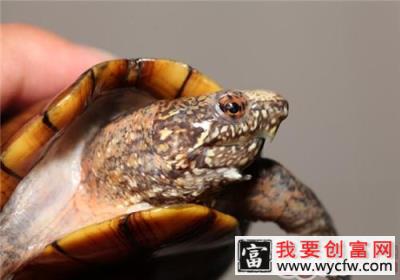 斑纹泥龟的品种简介