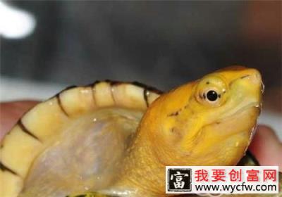 白唇泥龟的形态特征