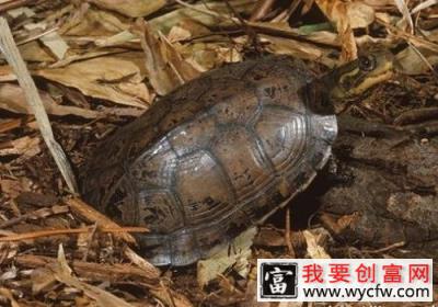 不同季节鳄龟的饲养要点