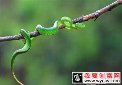 西藏竹叶青蛇的饲养知识