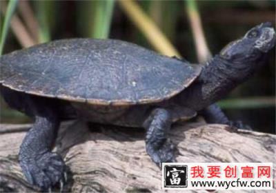 澳北盔甲龟的养护知识