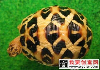 野生印度星龟的数量为什么在减少？