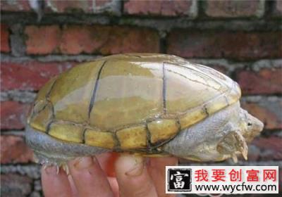 动胸龟的养护重点