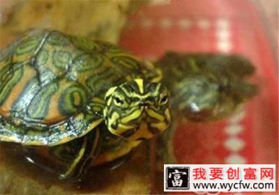 阿拉巴马红肚龟的养护方法