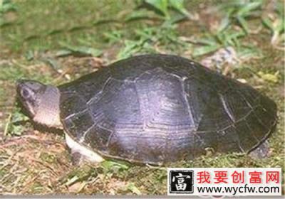 观赏龟养护之马来西亚巨龟