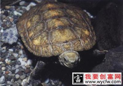 日本石龟的护理知识
