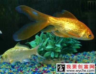 水族箱生物性污染指标简介