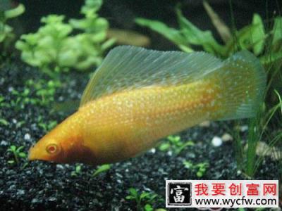 水族箱增氧方法简介