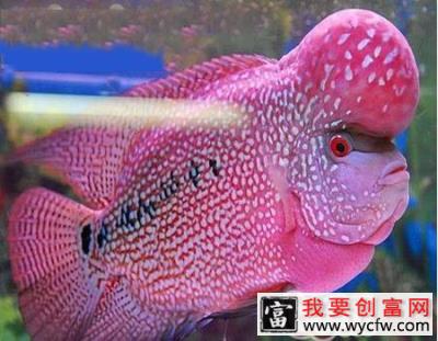 水族箱中光对鱼的影响