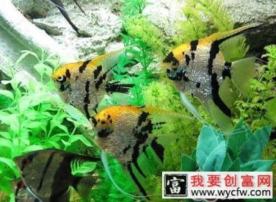 钙元素在水族中的重要性