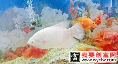 常见水族箱藻类大盘点