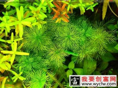 水草褪色和光照强度有关