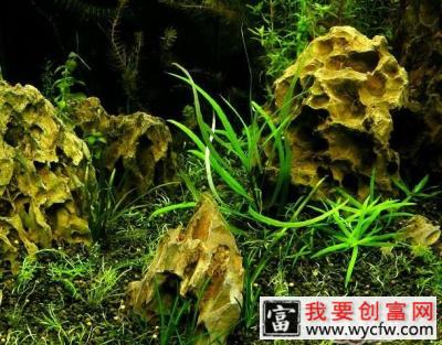 水草造景阶段哪几个误区需要避免