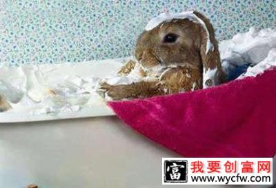兔兔洗澡注意点 常洗容易皮肤病