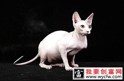 无毛猫一个月能吃多少猫粮？需要花多少钱？