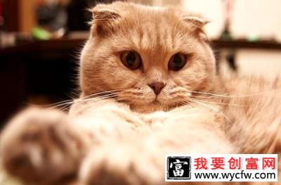 人吃的维生素可以给猫咪吃吗？